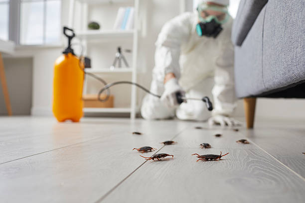 Affordable Termite Control solutions in North Miami, FL